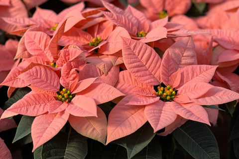 The Best Poinsettia for …
